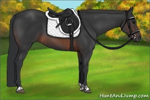 Horse Color:Brown Rabicano and Brown