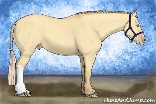 Horse Color:Gold Cream Champagne Dun 