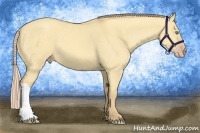 Horse Color:Gold Cream Champagne Dun 