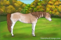 Horse Color:White Spotted Bay Pearl