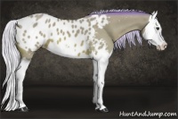 Horse Color:Watercolor Silver Bay Splash Appaloosa 
