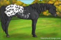 Horse Color:Black Appaloosa