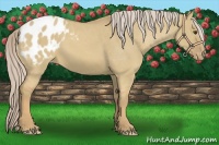 Horse Color:Palomino Dun Appaloosa 
