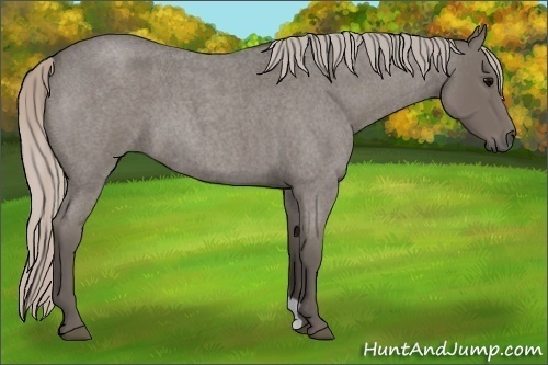 Horse Color:Silver Blue Roan
