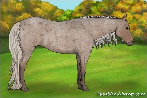 Horse Color:Silver Blue Roan 