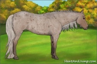 Horse Color:Silver Blue Roan 