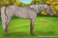 Horse Color:Silver Blue Roan 