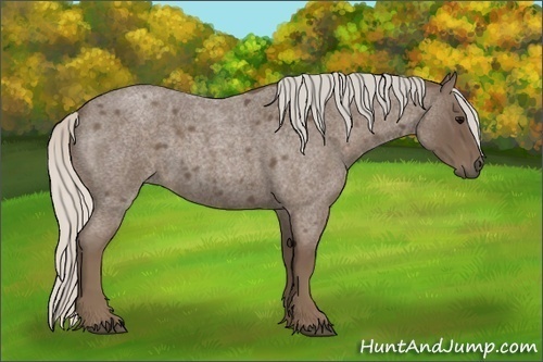 Horse Color:Silver Blue Roan 