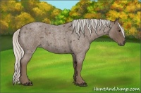 Horse Color:Silver Blue Roan 