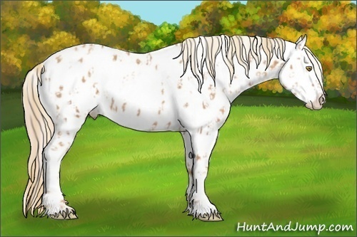 Horse Color:Gold Champagne Appaloosa  and Gold Champagne Dun Appaloosa 