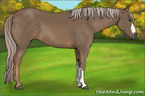 Horse Color:Chocolate Palomino 