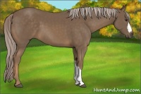 Horse Color:Chocolate Palomino 