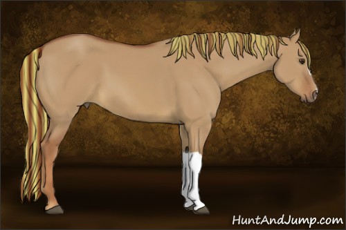 Horse Color:Painted Red Dun 