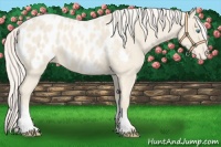 Horse Color:Cremello Appaloosa 