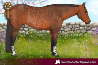 Horse Color:Brown Rabicano and Brown Rabicano
