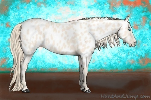 Horse Color:Perlino Near Leopard 