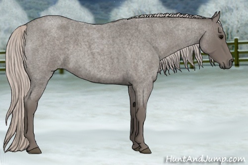 Horse Color:Silver Blue Roan 