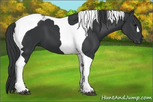 Horse Color:Black Tobiano