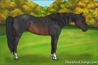 Horse Color:Brown Rabicano and Brown Rabicano