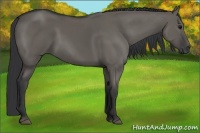 Horse Color:Grullo 