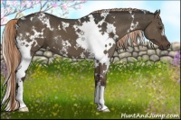 Horse Color:White Spotted Liver Red Dun 