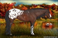 Horse Color:Brown Appaloosa  and Bay Appaloosa 
