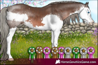Horse Color:Liver Chestnut Mushroom Sabino Splash 