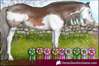 Horse Color:Liver Chestnut Mushroom Sabino Splash 