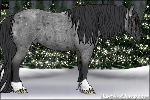 Horse Color:Blue Roan