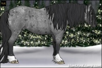 Horse Color:Blue Roan 