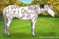 Horse Color:Brown Ice Appaloosa and Brown Ice Appaloosa