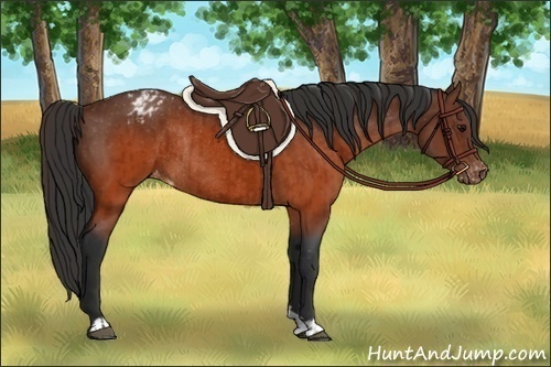 Horse Color:Brown Appaloosa  and Brown Appaloosa Rabicano 