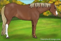 Horse Color:Chestnut 