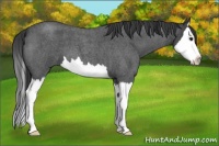 Horse Color:Blue Roan Splash