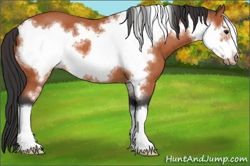 Horse Color:Bay Roan Frame 