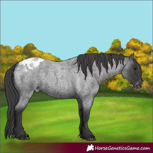 Horse Color:Blue Roan Varnish Rabicano