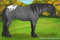 Horse Color:Blue Roan Appaloosa Rabicano