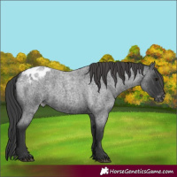 Horse Color:Blue Roan Varnish Rabicano 