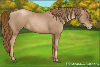 Horse Color:Liver Chestnut Pearl 