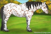 Horse Color:Brown Near Leopard  and Brown Near Leopard 
