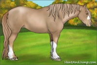 Horse Color:Liver Chestnut Pearl