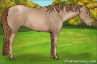 Horse Color:Liver Chestnut Pearl