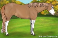 Horse Color:Chestnut Splash Frame