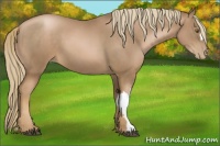 Horse Color:Liver Chestnut Pearl 