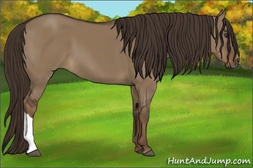 Horse Color:Liver Red Dun 