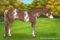 Horse Color:White Spotted Chestnut Sabino