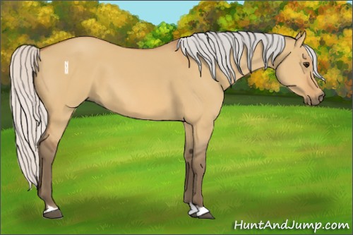 Horse Color:Silver Bay Dun 