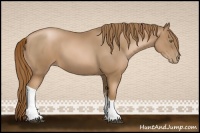 Horse Color:Liver Chestnut Pearl 