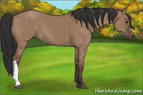 Horse Color:Bay Dun 