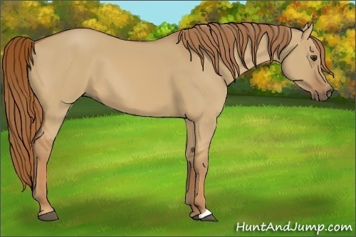 Horse Color:Red Dun